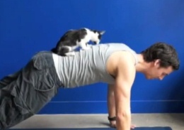 Как объединить утреннюю гимнастику и интерес к котам.