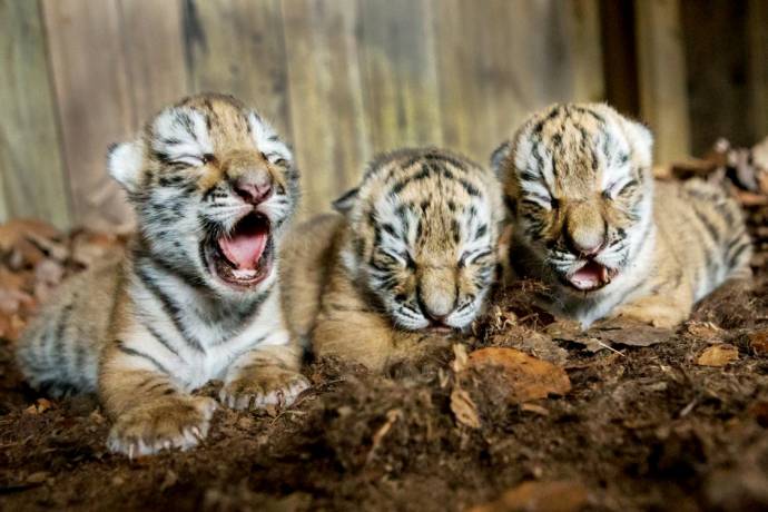 Пополнение в семействе амурских тигров