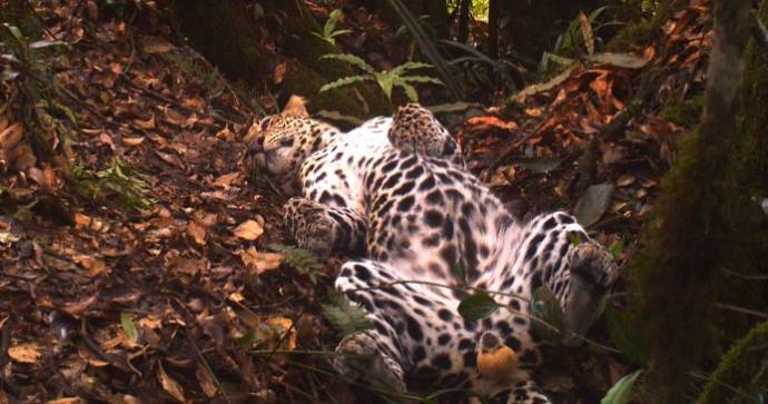 Яванский леопард попал в поле зрения камер-ловушек.