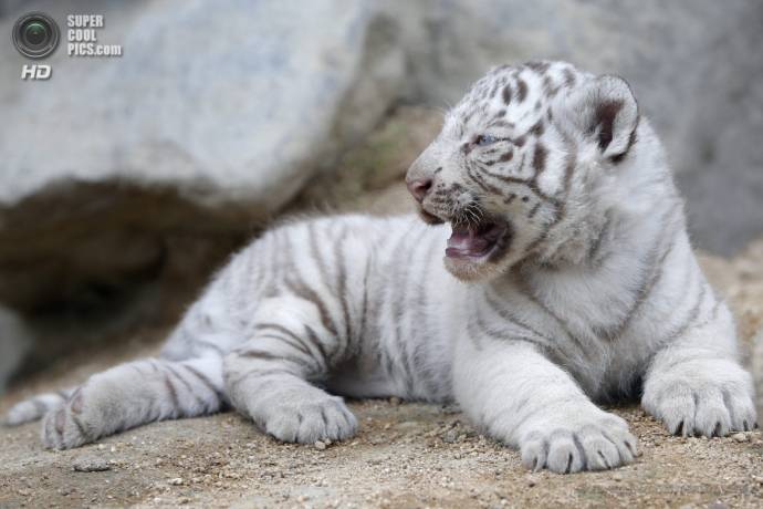 Пополнение среди Белых тигров в одном из японских зоопарков