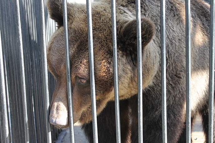 Браконьеры подбросили медвежат в Новосибирский питомник.