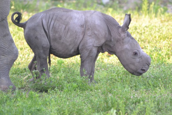 В Национальном парке Флориды родился носорог Лейни.