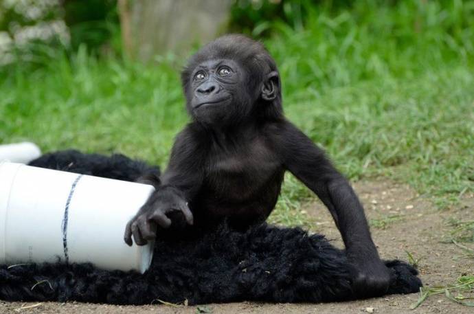 Детеныша гориллы отобрали у мамы и поместили в другой зоопарк.