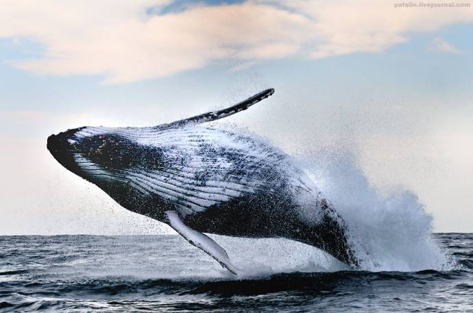 Горбатые киты способны обучать друг друга новым методам охоты