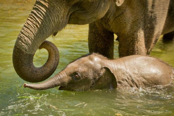 В зоопарке Орегона рожденный слоненок уже купается с мамой.