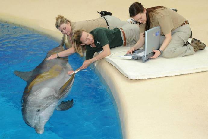 УЗИ помогло определить беременность дельфинов.