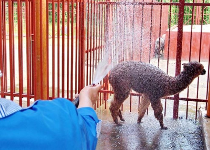 Холодный душ в зоопарке Липецка для всех животных.
