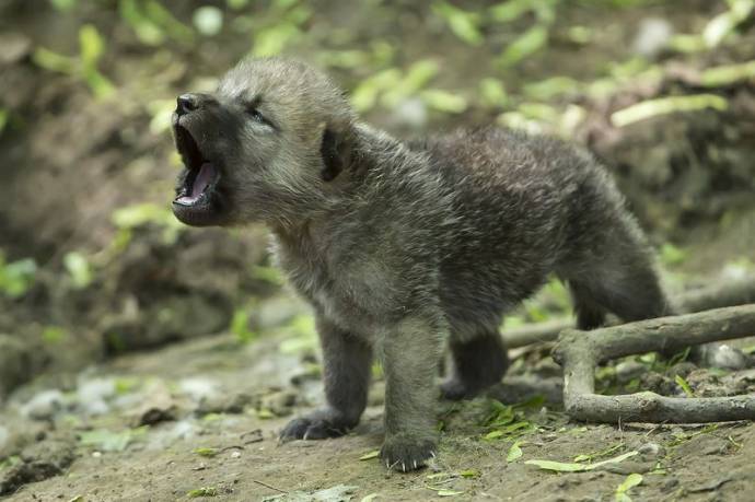 в Австрийском зоопарке вышли на свет волчата полярного волка.