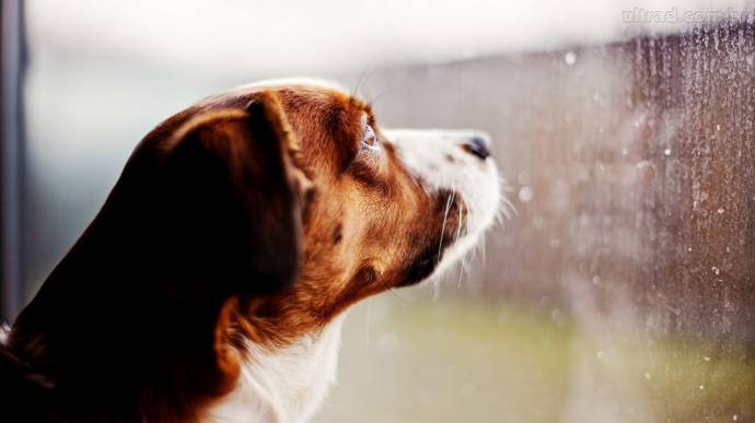 Правда ли, что собаки умеют чуять своего хозяина? Проведение экспримента