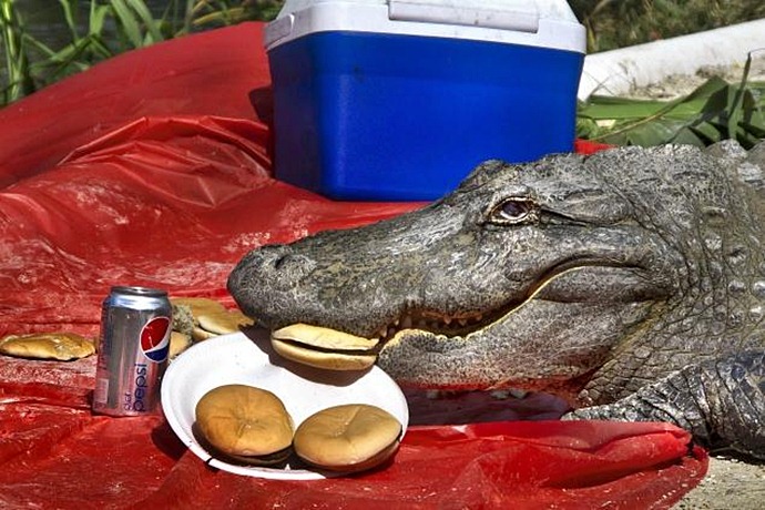 Аллигатор украл с пикника гамбургер.