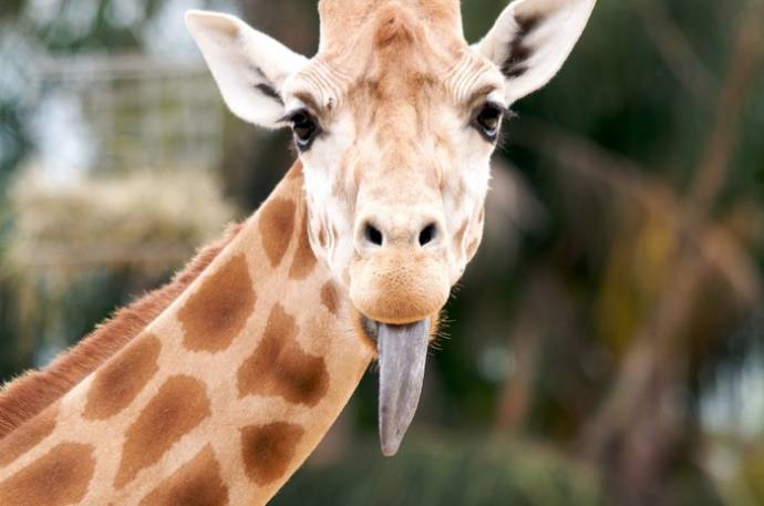 Новые познавательные факты про жирафов