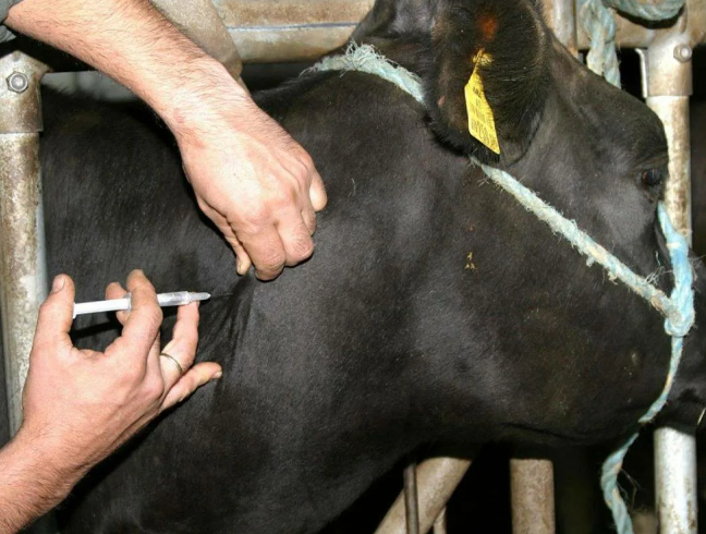 Как правильно сделать укол корове