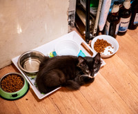 Кот на кухне лежит в тарелках